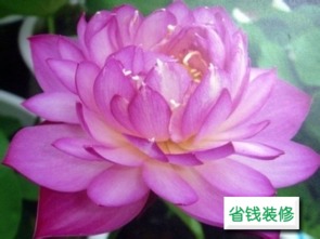 荷花种植技巧揭秘：盆栽养护全攻略