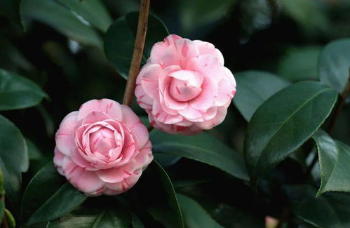 月季花的种植技巧，你真的懂吗？