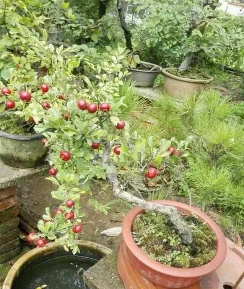 品种选择，果实成熟晚为佳