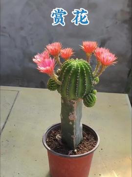 将嫁接仙人球锦巧妙拆分，如何完美落地成双