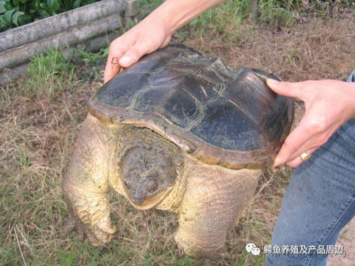 鳄龟生活在淡水中，喜温暖