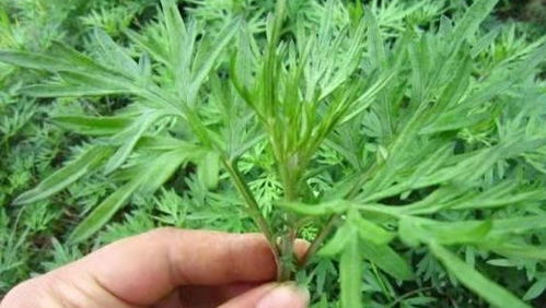 艾叶与艾草，究竟是一物二名