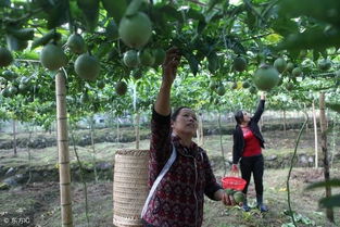 生长环境， 适宜的温度和土壤