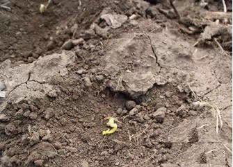 乙草胺的注意事项