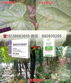 效果怎么样？来kankan吧