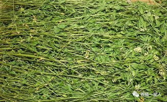 构树青贮饲料在储存过程中，不同温度下会有哪些变化和影响？