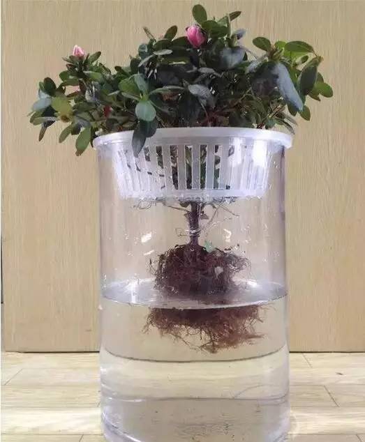 水培花卉黄叶，是营养液配比不当吗