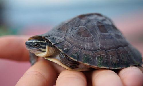 杀虫剂对乌龟的影响