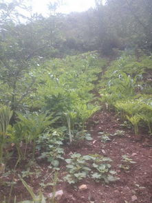 魔芋播种后的田间管理疑惑解答