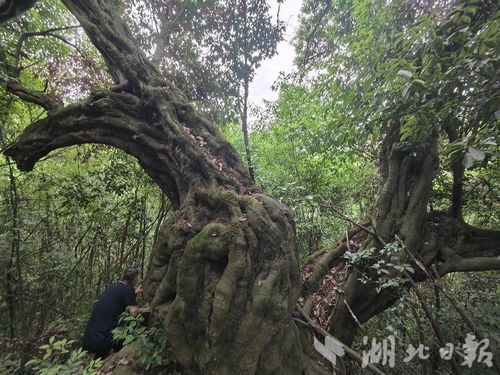 乔木是树干高大的树？灌木是矮小丛生的植物