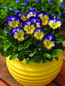 金钟花的花期延长技巧