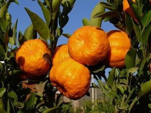 松针保鲜柑桔：简易方法让鲜果持久新鲜！