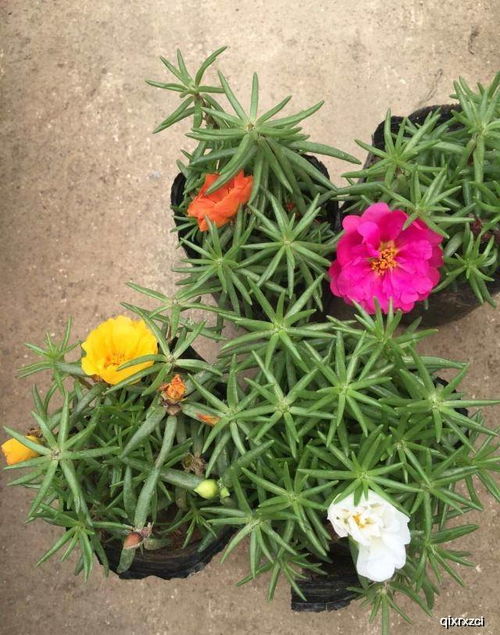 太阳花：太阳嫩充电花