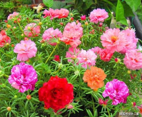 太阳花：阳光下的快乐使者