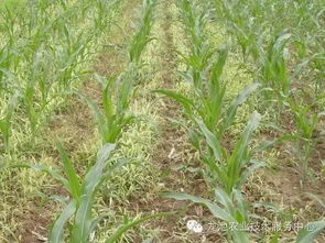 玉米地里的草怎么那么多？