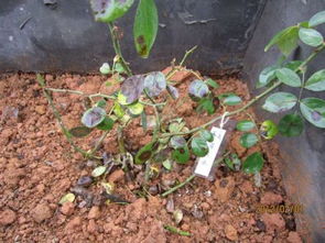 三、 修剪后的养护