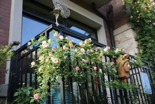 为什么盆栽月季需要换盆？