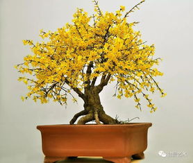 玫瑰园的血泪教训