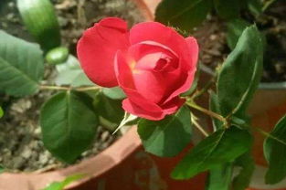 月季花叶子蔫了还Neng活吗？