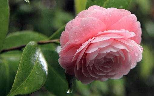 遇到持续落叶可紧急处理