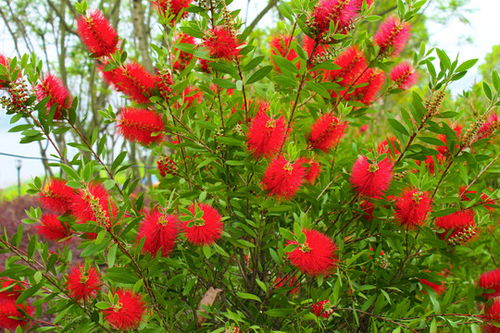 冬天啦，红千层花咋个过冬喃这个？