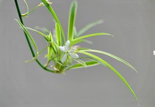 乌草生长需湿润、半阴环境，喜肥沃、排水良好土壤