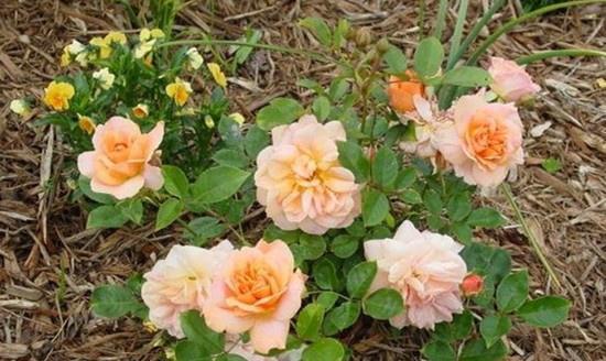 guan与金门月季的geng多了解