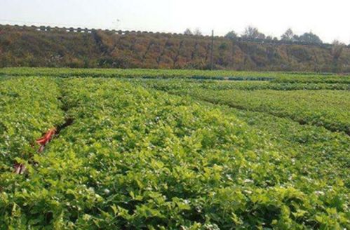 油菜播种前不Ke以打扑草净和丁草胺