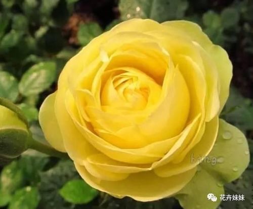 其他月季品种也值得一试