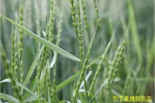 雀麦、节节麦、看麦娘等顽固杂草，用什么除草剂有效？