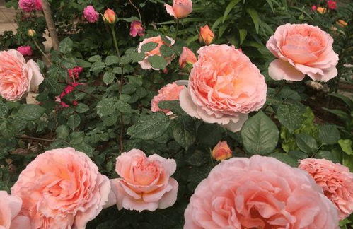 月季花：花中的皇后 色彩斑斓的精灵