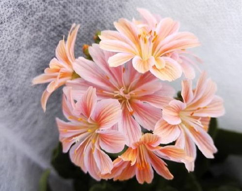 北方干燥环境下的非洲菊种植