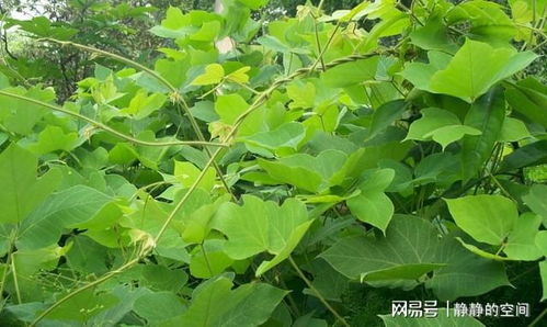 物理方法和生物防治， 听着就挺高级的