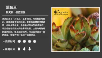 生长习性——星兜的耐旱与喜光