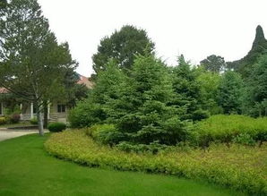 绿化树种植和销售前景广阔