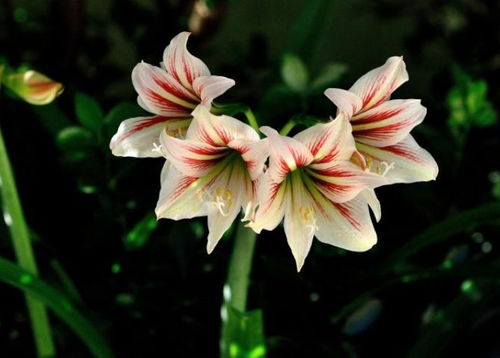 朱顶红开完花，球根怎么养护