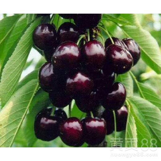 樱桃种子的播种时间大揭秘