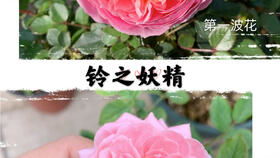 维萨里月季的美与冷门