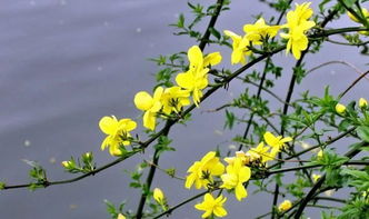 养护小贴士， 让花花陪你度过春天