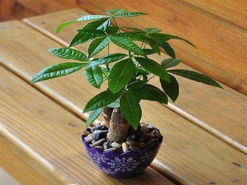 发财树开花吗？答案是肯定的