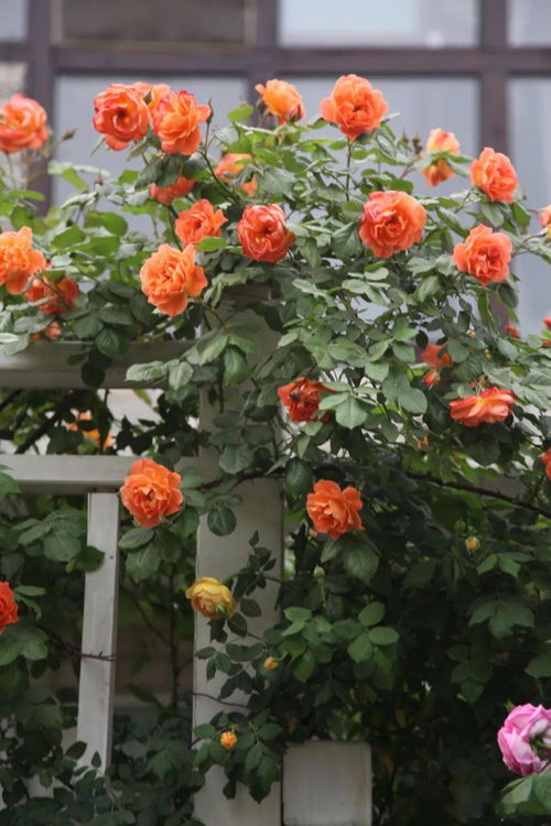 品种繁多，数不胜数