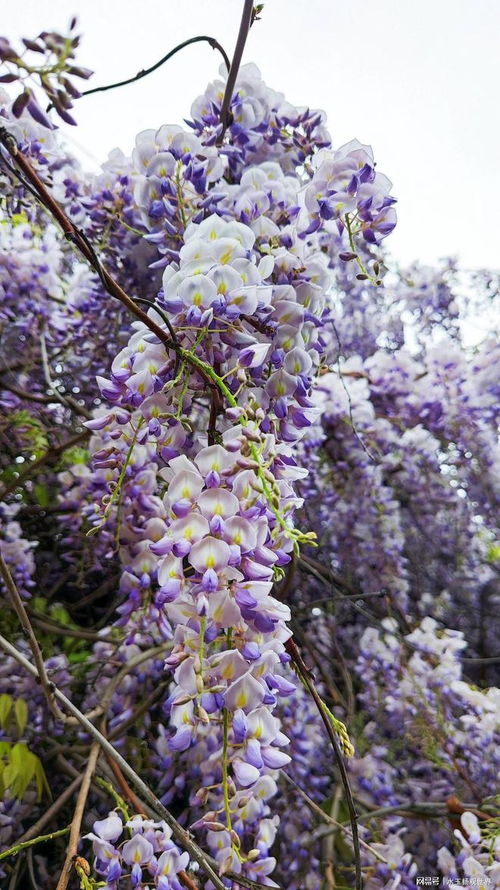 紫藤花的温度要求