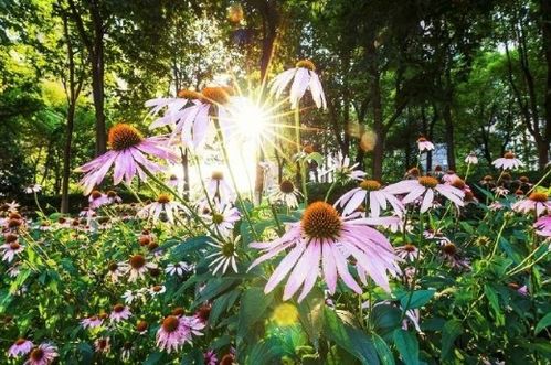 花木的多样性， 自然之美