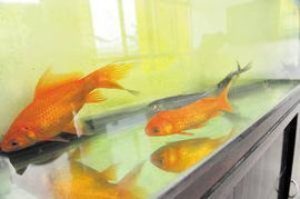 漂白粉：老办法， 新效果