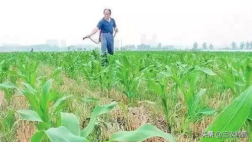 荞麦除草剂大盘点，帮你解决杂草烦恼！