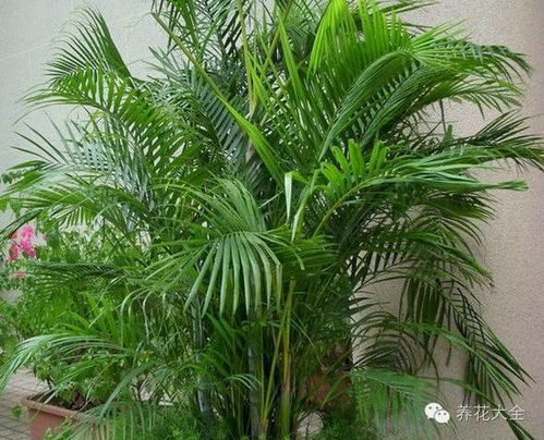 “龙血树耐寒攻略，冬季越冬无忧秘籍！”