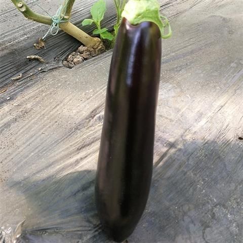 浙江一蔬菜基地茄子屡遭窃，一夜之间半亩茄子被盗