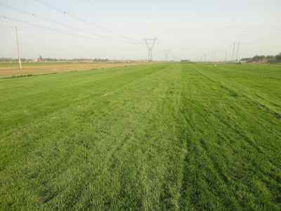 百菌清：神奇农药， 草坪病害克星