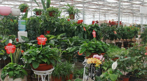 西安蕞大花卉市场：花的世界， 花的海洋