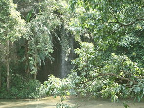 榕树：春秋两季贵州毕节的气候条件适合种植